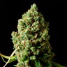 семена конопли Critical Kush feminised Ganja Seeds