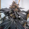 Семена Do-Sweet-Dos feminised Ganja Seeds