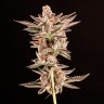 Do-Sweet-Dos feminised Ganja Seeds купить