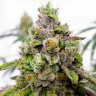 Do-Sweet-Dos feminised Ganja Seeds заказать