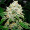 семена конопли недорого Hell's Angel OG feminised Ganja Seeds