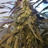 семена конопли f1 в оригинальной упаковке Amnesia feminised Ganja Live Seeds