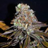 семена конопли Critical Mass feminised Ganja Seeds