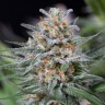качественные семена конопли Critical Mass feminised Ganja Seeds