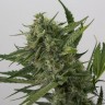 Качественные семена конопли Auto OG Kush feminised GanjaLiveSeeds
