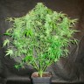 Автоцветущие сорта конопли Auto OG Kush feminised GanjaLiveSeeds