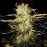 Купить семена конопли Auto OG Kush feminised GanjaLiveSeeds
