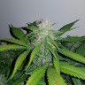 Auto Lemon Haze feminised Ganja Seeds заказать