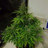 Заказать Auto Lemon Haze feminised Ganja Seeds