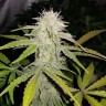 Недорого Auto Lemon Haze feminised Ganja Seeds