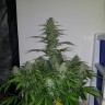 Недорого семена Auto Lemon Haze feminised Ganja Seeds