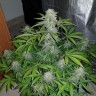 Недорого семена конопли Auto Lemon Haze feminised Ganja Seeds