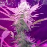 Недорого семена каннабиса Auto Lemon Haze feminised Ganja Seeds