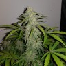 Auto Lemon Haze feminised Ganja Seeds заказать семена