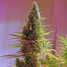 покупка семян конопли Holy Grail feminised Ganja Seeds