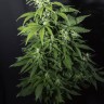 семена конопли для курения Amnesia Gold feminised Ganja Live Seeds