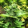 семена конопли Durban Poison feminised Ganja Seeds
