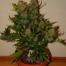 Семена каннабиса Auto Pineapple Express feminised Ganja Seeds