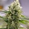 Auto Easy Bud feminised Ganja Seeds заказать