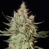 нужны семена конопли K-Train feminised Ganja Seeds