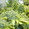 продажа семян конопли K-Train feminised Ganja Seeds