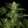 Семена конопли Auto Critical Jack feminised Ganja Seeds