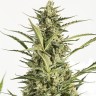 Семена марихуаны Auto Critical Jack feminised Ganja Seeds