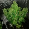 Семена Auto Quick One feminised Ganja Seeds