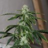 Заказать Auto Quick One feminised Ganja Seeds