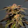 магазин семян конопли купить L.A. Confidential feminised Ganja Seeds