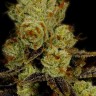 семена конопли польза L.A. Confidential feminised Ganja Seeds