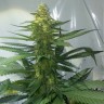 семена конопли f1 в оригинальной упаковке AK 47 feminised Ganja Seeds