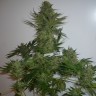 где заказать семена конопли AK 47 feminised Ganja Seeds