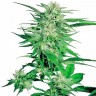 урожайные семена конопли Big Bud feminised Ganja Live Seeds