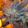 купить семена конопли курьером Auto Purple feminised GanjaLiveSeeds