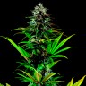 Семена конопли Tropicanna Poison feminised Ganja Seeds Fast Version