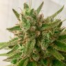 семена конопли из голландии Mandarine feminised Ganja Seeds