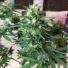 купить семена конопли марихуаны Auto Northern Lights x AK feminised
