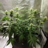 семена конопли недорого Black Domina feminised Ganja Live Seeds