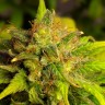семена конопли Киев Black Domina feminised Ganja Live Seeds