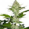 Семена Auto Candy Kush feminised Ganja Seeds купить