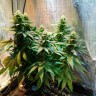 Семена Auto Candy Kush feminised Ganja Seeds заказать