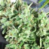 купить семена конопли в москве Mango Haze CBD feminised Ganja Seeds