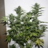 заказ семян конопли Киев White Widow feminised Ganja Seeds