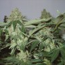 семена конопли для посадки купить White Widow feminised Ganja Seeds