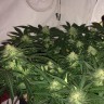 семена конопли для курения Auto AK-77V feminised Victory Seeds
