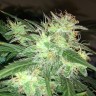 семена конопли марихуаны Auto AK-77V feminised Victory Seeds