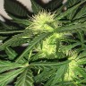 семена конопли элитных сортов Auto AK-77V feminised Victory Seeds