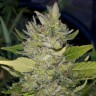 Купить Green Poison feminised GanjaLiveSeeds