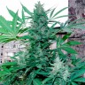 Семена Green Poison feminised GanjaLiveSeeds